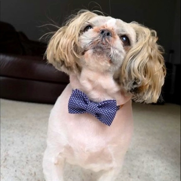 Pet Polka Dot Bow Tie Collar - Picture 8 of 9